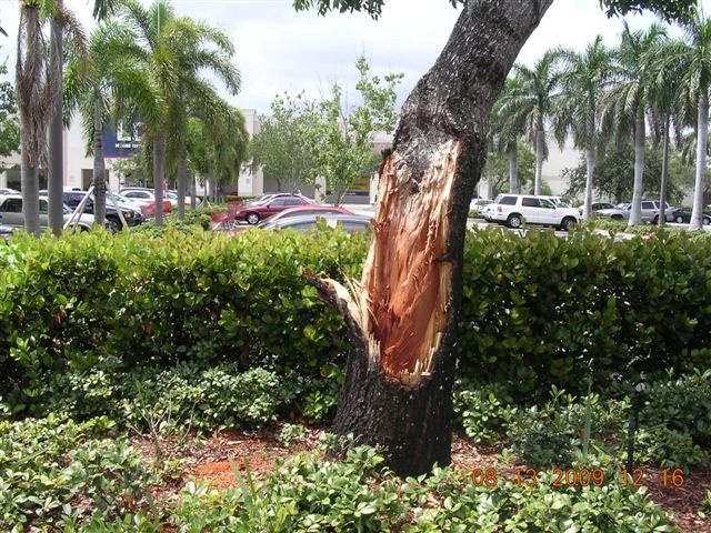 Damage Tree 1