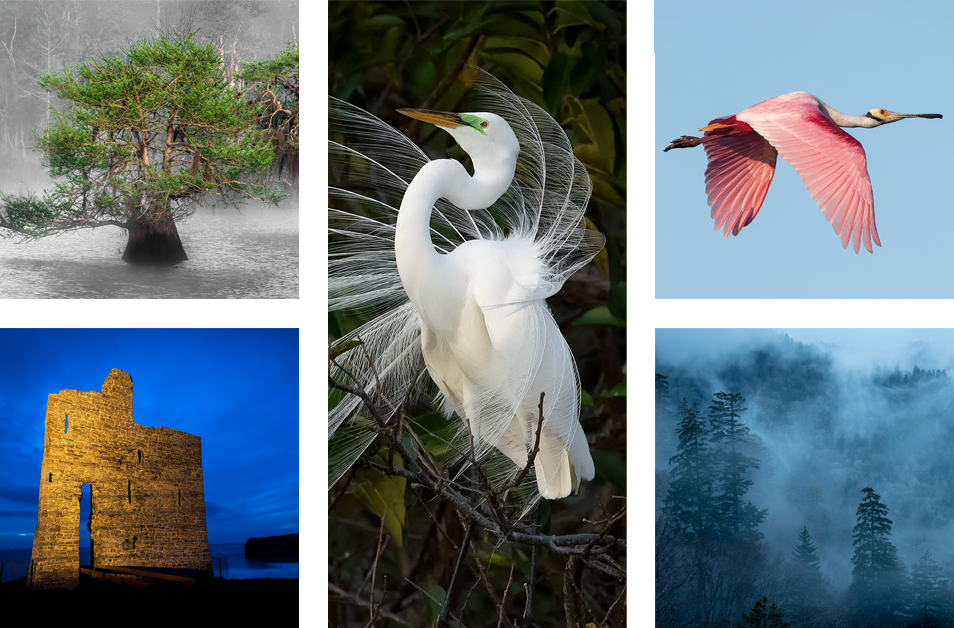 Web Image Collage - Photography by Phoenix